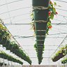 greenhouse_glasshouse_plant_pot_hanging-164233.jpg