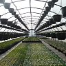 greenhouse_plants_plant_gardening_growing_organic_industry_leaf-749504.jpg