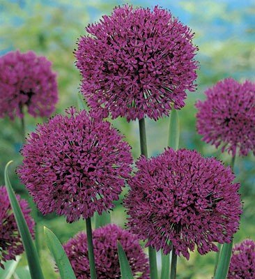 Аллиум Пепл Сенсейшн (Allium Purple Sensation), 100 шт