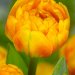 Тюльпан Сан Лавер (Sunlover), 100 шт