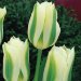 Тюльпан Спринг Грин (Spring Green), 100 шт
