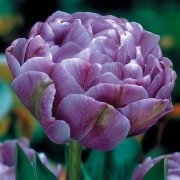 Тюльпан Лайлак Перфекшн (Lilac Perfection), 10 шт