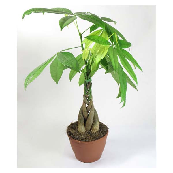 Пахира Акватика