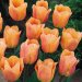Тюльпан Эприкот Бьюти (Apricot Beauty), 150 шт