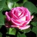 Роза чайно-гибридная, 2.1 л