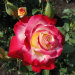 Роза чайно-гибридная, 2.1 л