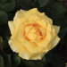 Роза чайно-гибридная, 3.5 л