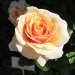 Роза чайно-гибридная, 3.5 л