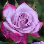 Роза чайно-гибридная, 5 л