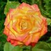 Роза флорибунда, 2.1 л