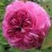 Роза флорибунда, 2.1 л
