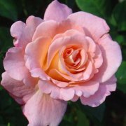 Роза флорибунда, 3.5 л