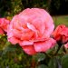 Роза флорибунда, 3.5 л