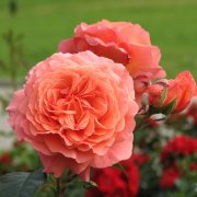 Роза кустовая (шраб), 2.1 л
