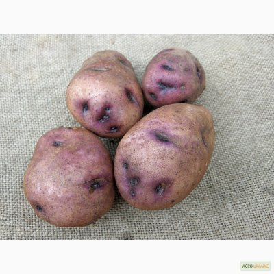 Картофель Синеглазка, 2 кг