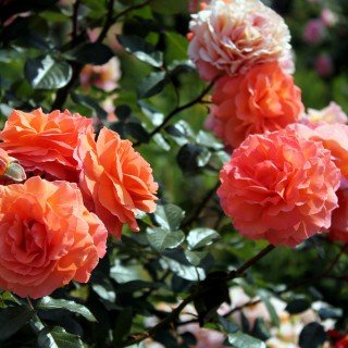 Роза кустовая (шраб), 3.5 л
