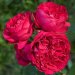 Роза кустовая (шраб), 3.5 л