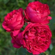 Роза кустовая (шраб), 5 л