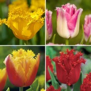 Тюльпаны бахромчатые 4 вида, 200 шт, арт. CRT-215