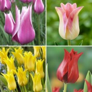 Тюльпаны лилиецветные 4 вида, 200 шт, арт. LFT-215