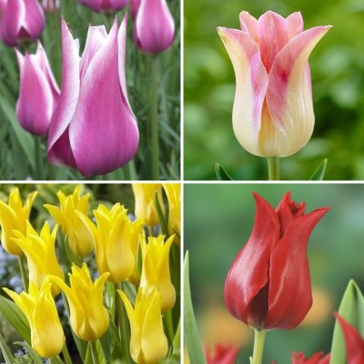 Тюльпаны лилиецветные 4 вида, 200 шт, арт. LFT-215