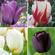 Тюльпаны простые поздние 4 вида, 200 шт, арт. SLT-215