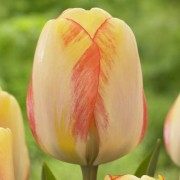 Тюльпан Бьюти оф Спринг (Beauty of Spring), 100 шт