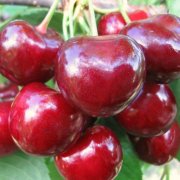 Черешня Крупноплодная