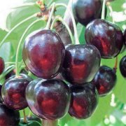 Черешня Любимица Астахова