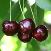 Черешня Овстуженка