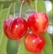 Черешня Орловская розовая