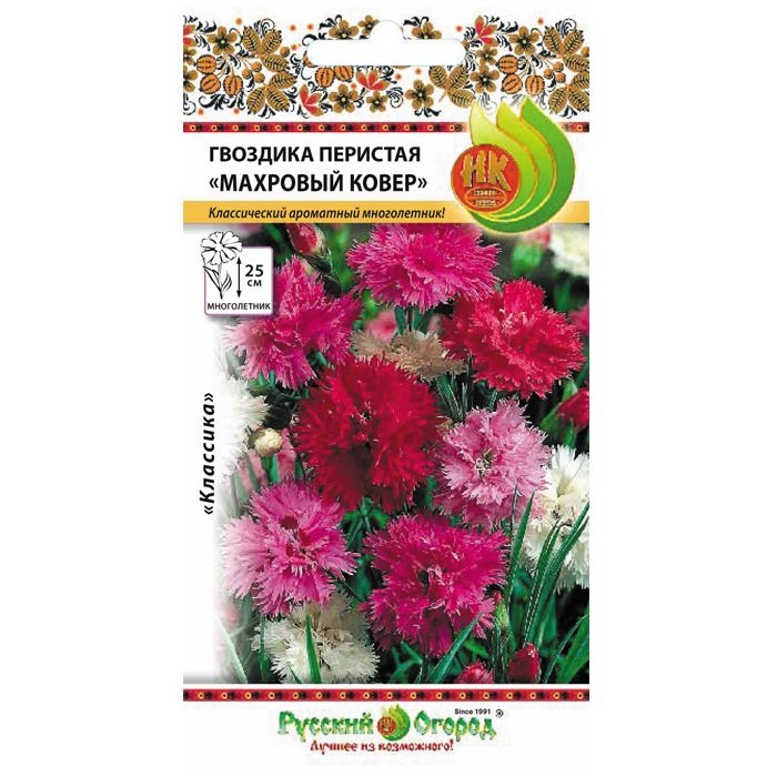 Купить Гвоздика перистая Махровый ковер - Семена в интернет магазине ...