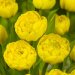 Тюльпан Йеллоу Помпонет (Yellow Pomponnet), 100 шт