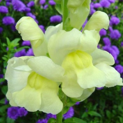 Антирринум (Львиный Зев), 10 шт