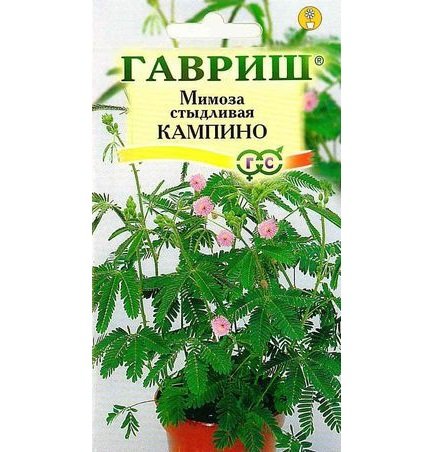 Купить Мимоза стыдливая Кампина - Семена в интернет магазине RassadaCity.ru